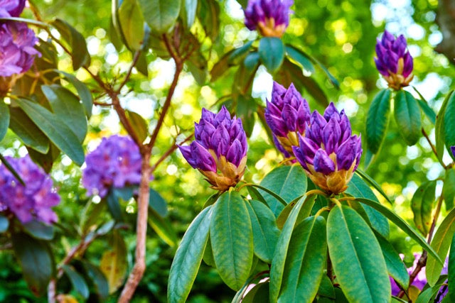 How To Plant Rhododendrons, Azaleas and Camellias