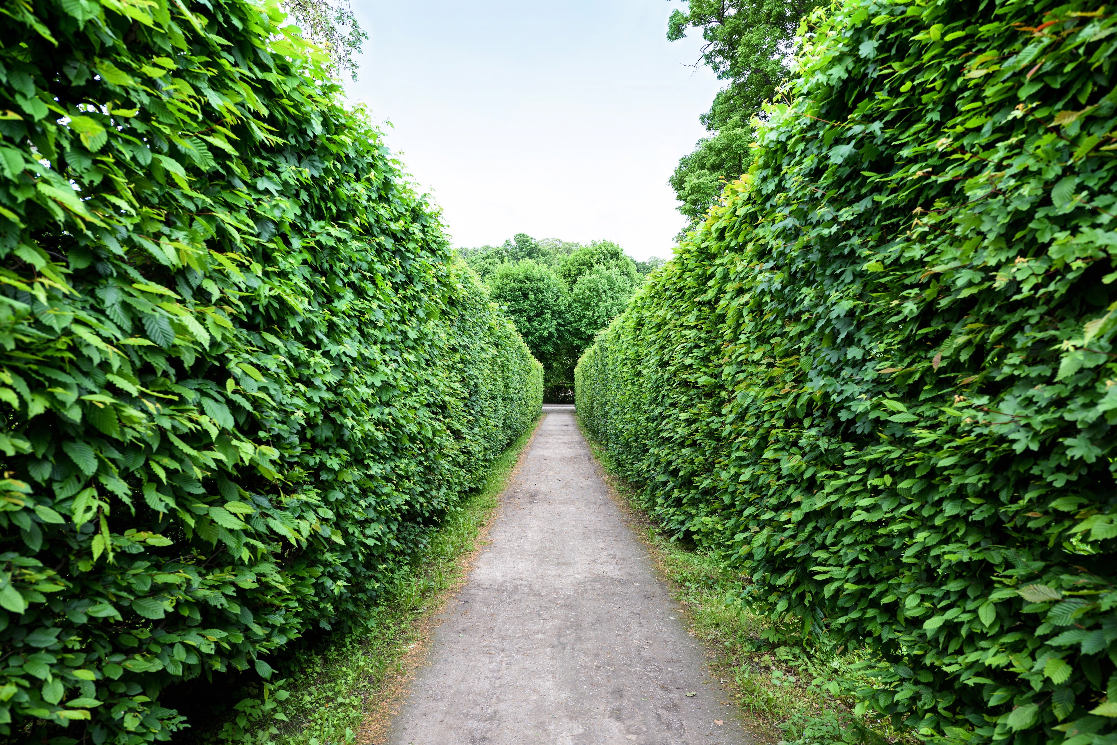 How to Plant Deciduous Hedges