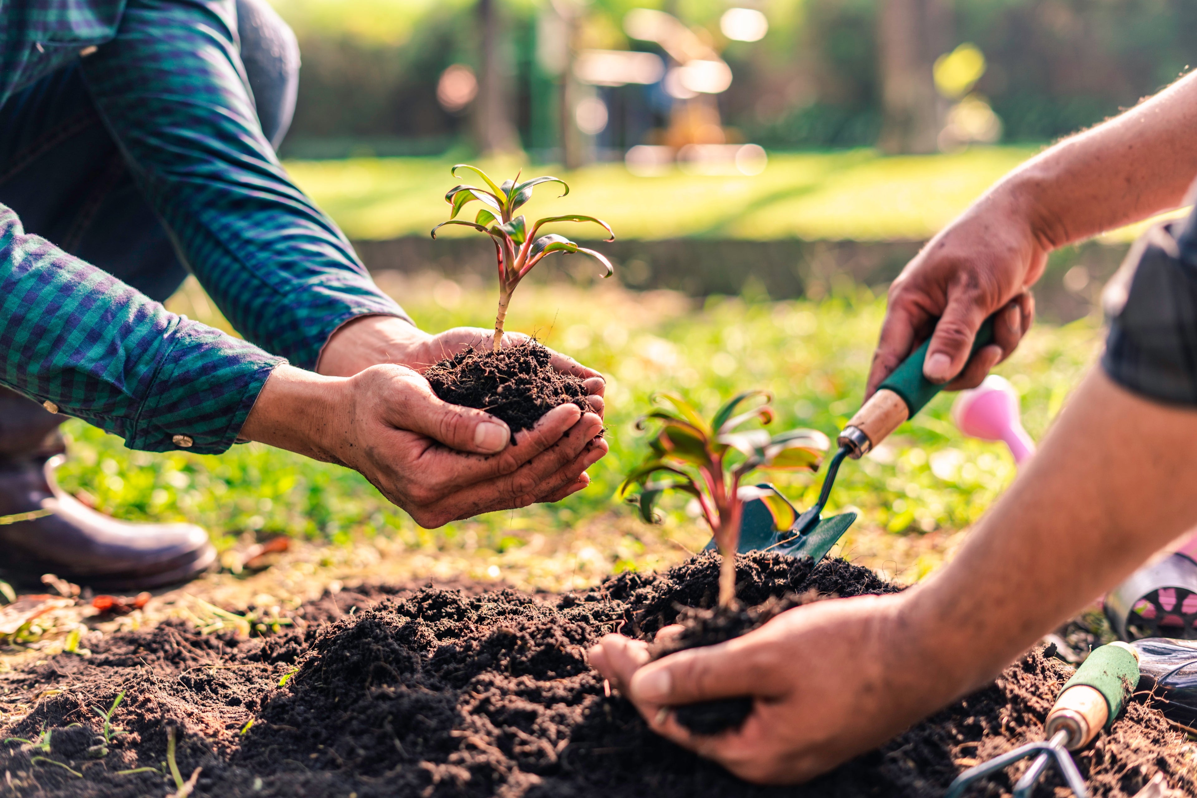 General Planting Guide
