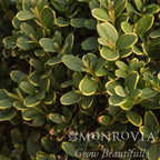 Green Mountain Topiary Boxwood