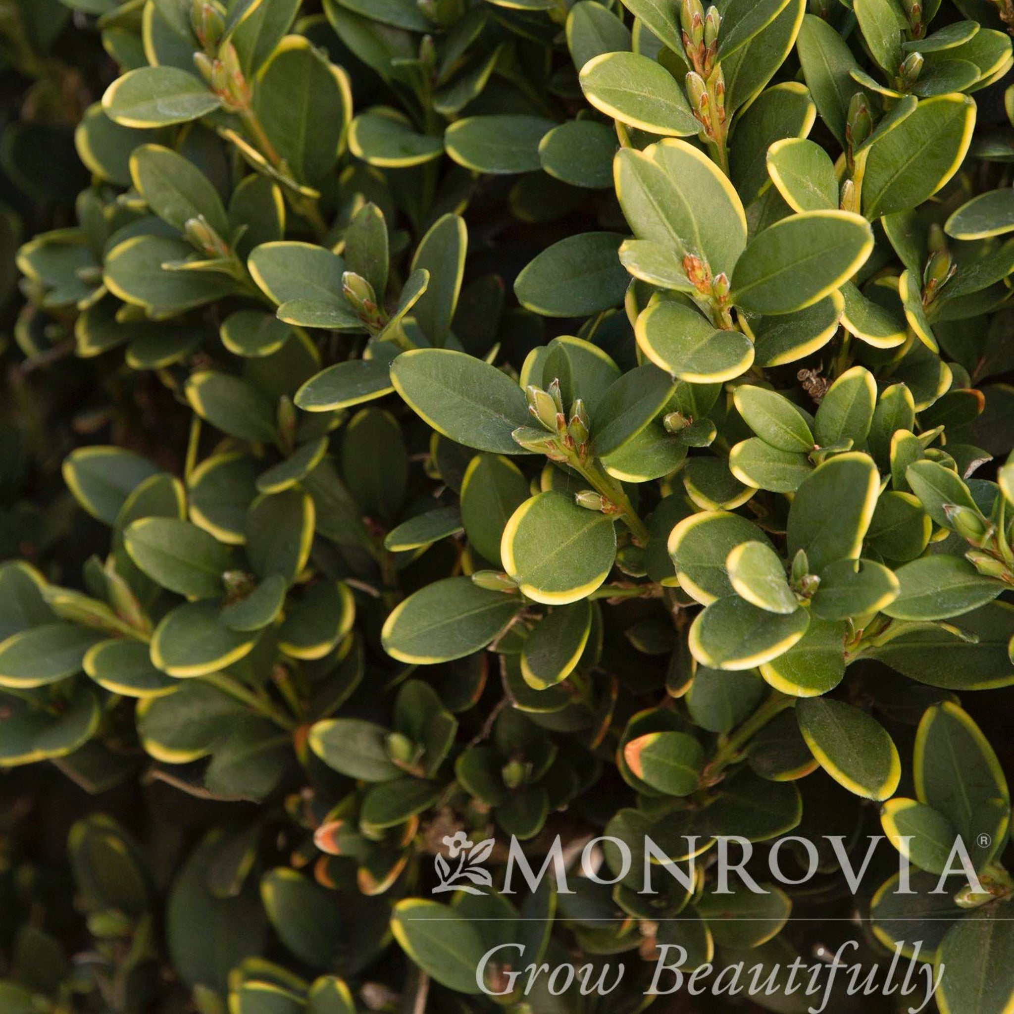 Green Mountain Topiary Boxwood