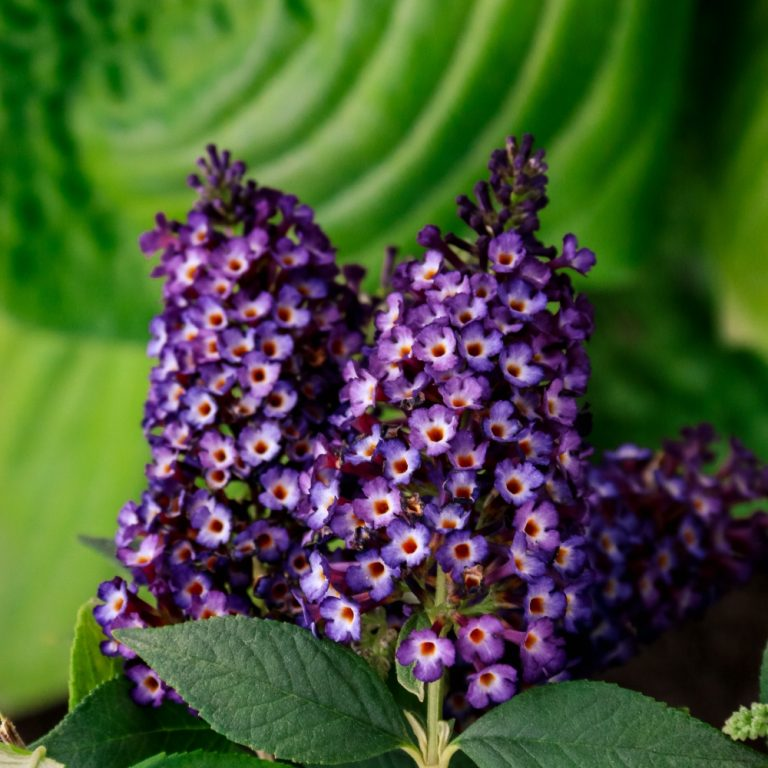 Blueberry Pie® Butterfly Bush