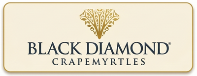 Black Diamond Crapemyrtles