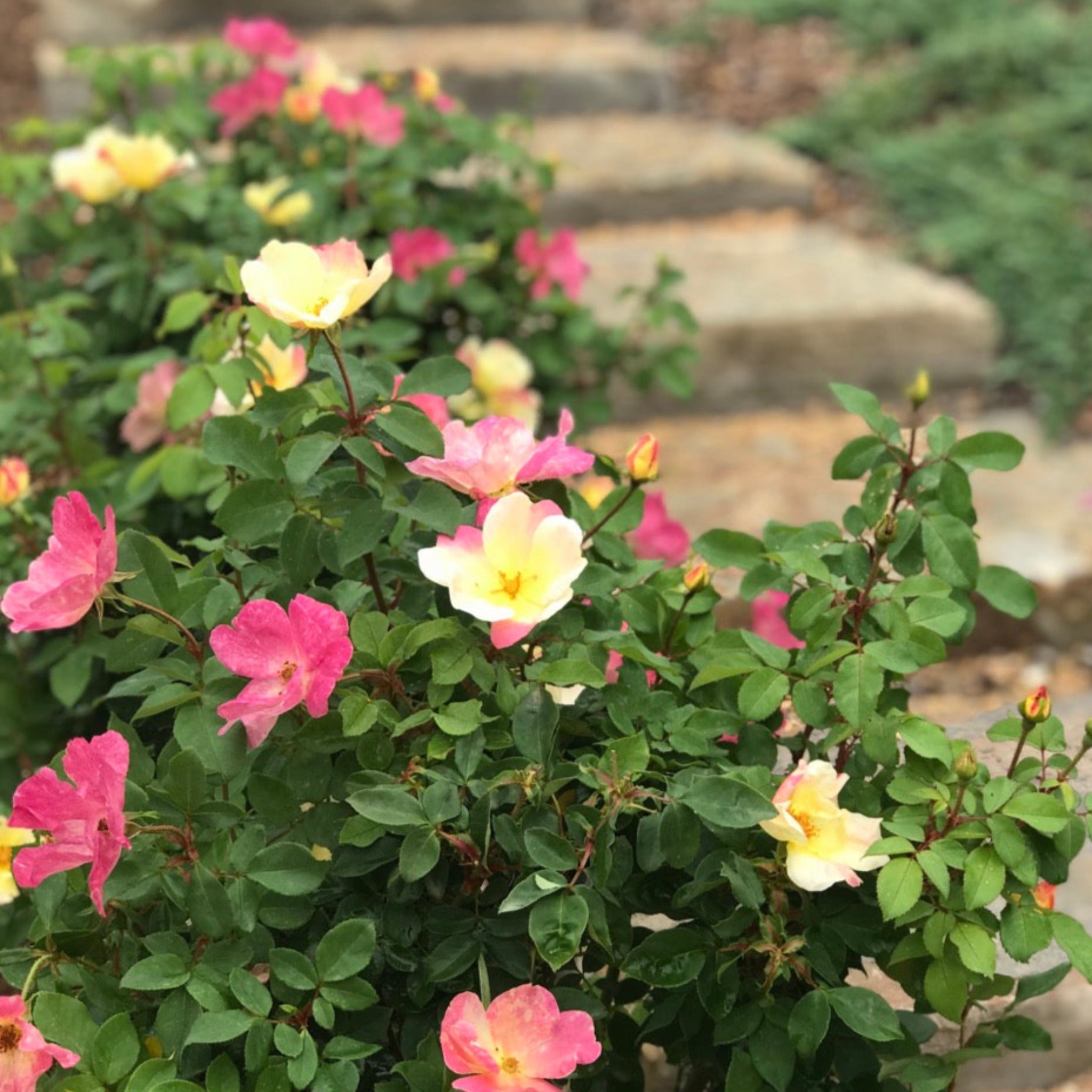The Champion Sunblush Rose Bush