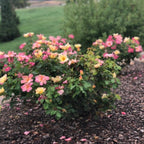 The Champion Sunblush Rose Bush