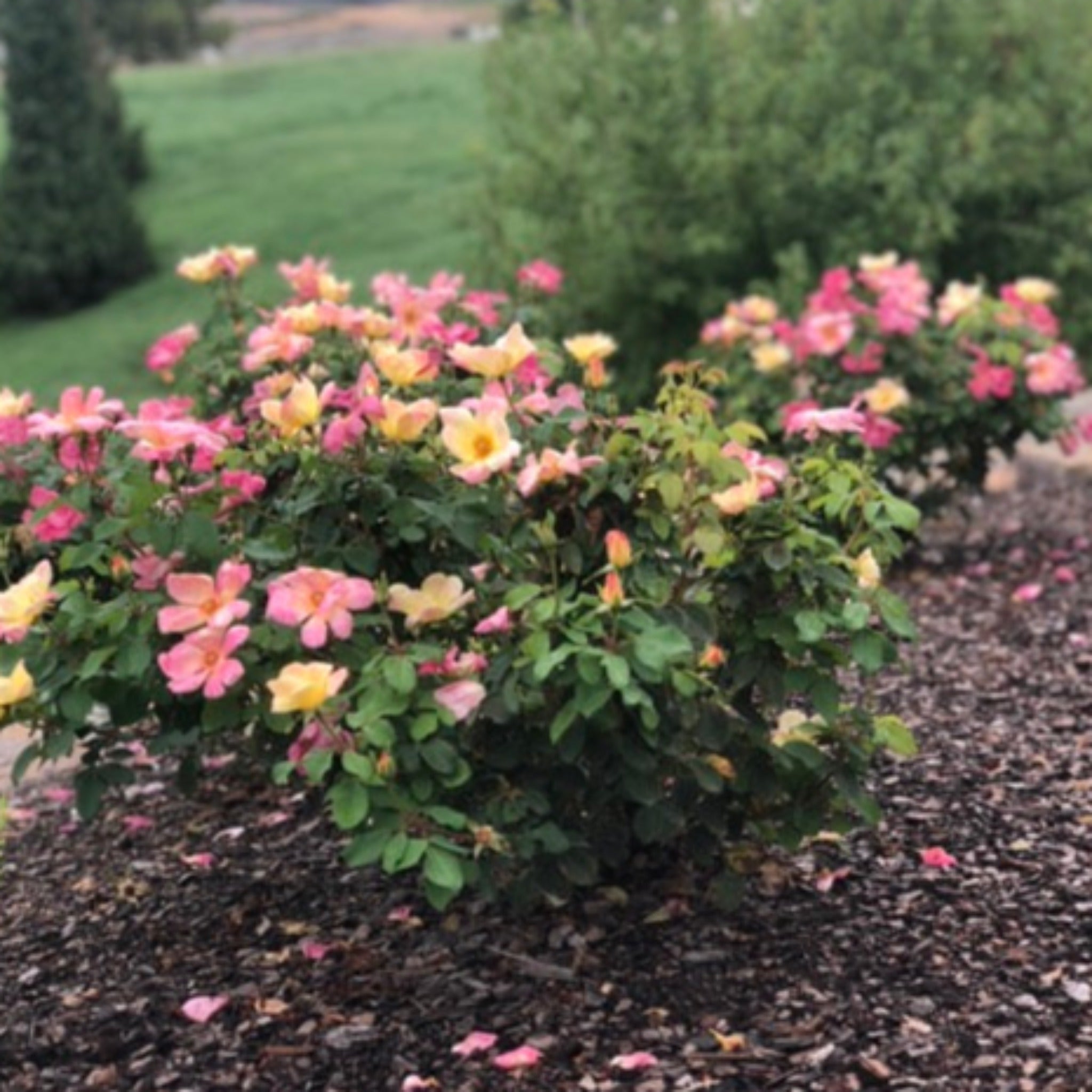 The Champion Sunblush Rose Bush
