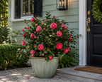R.L. Wheeler Camellia