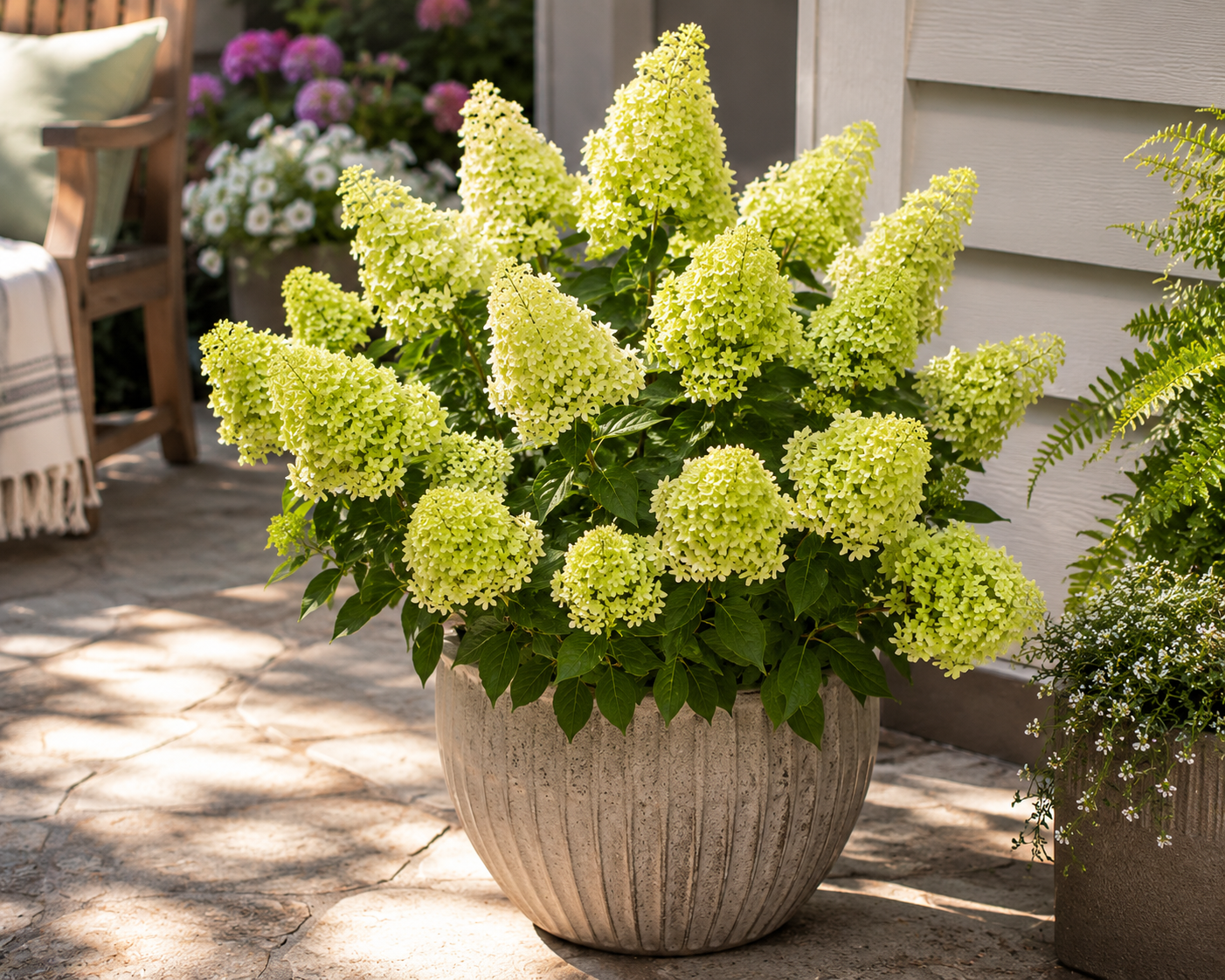 Dragon Baby™ Hardy Hydrangea