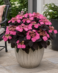Pink Dynamo™ Mountain Hydrangea