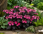 Pink Dynamo™ Mountain Hydrangea
