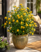 Juiced® Orange Jessamine