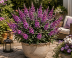 Birthday Cake® Butterfly Bush