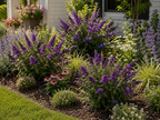 Blueberry Pie® Butterfly Bush