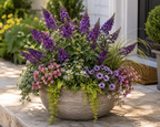 Blueberry Pie® Butterfly Bush