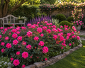 Pink Double Knock Out® Rose