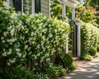 Star Jasmine