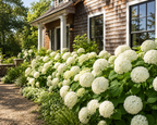 Annabelle Hydrangea