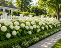 Annabelle Hydrangea
