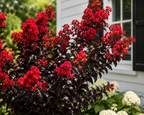 Thunderstruck™ Rumblin Red™ Crape Myrtle