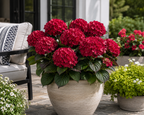 Cherry-Go-Round® Reblooming Hydrangea