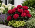 Cherry-Go-Round® Reblooming Hydrangea