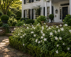 Frost Proof Gardenia