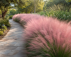 Pink Muhly Grass