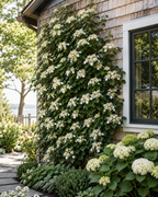 Barbara Ann Climbing Hydrangea