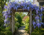 Blue Moon Wisteria