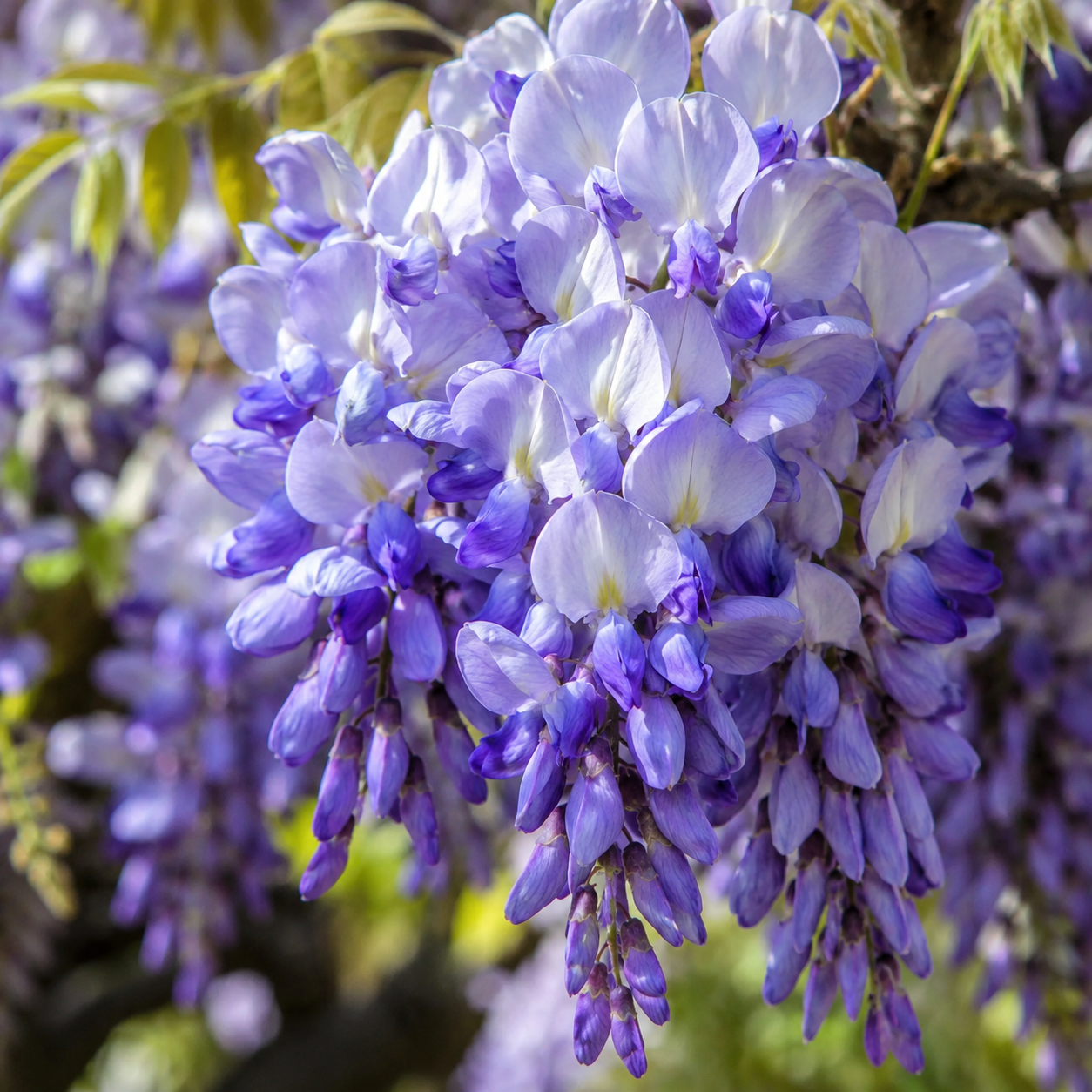 Blue Moon Wisteria