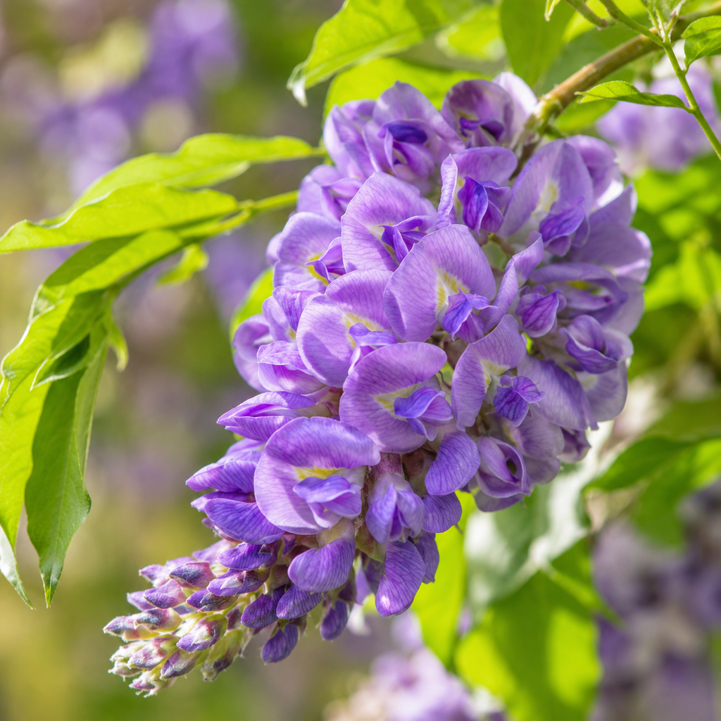 Amethyst Falls Wisteria