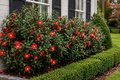 Yuletide Camellia
