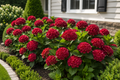 Frill Ride® Reblooming Hydrangea