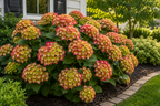 Tilt-A-Swirl® Bigleaf Hydrangea