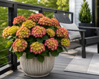 Tilt-A-Swirl® Bigleaf Hydrangea
