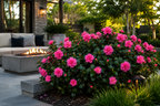Autumn Spirit Camellia