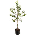 Honeycrisp™ Apple Tree