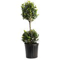 Green Mountain Topiary Boxwood (Ball)