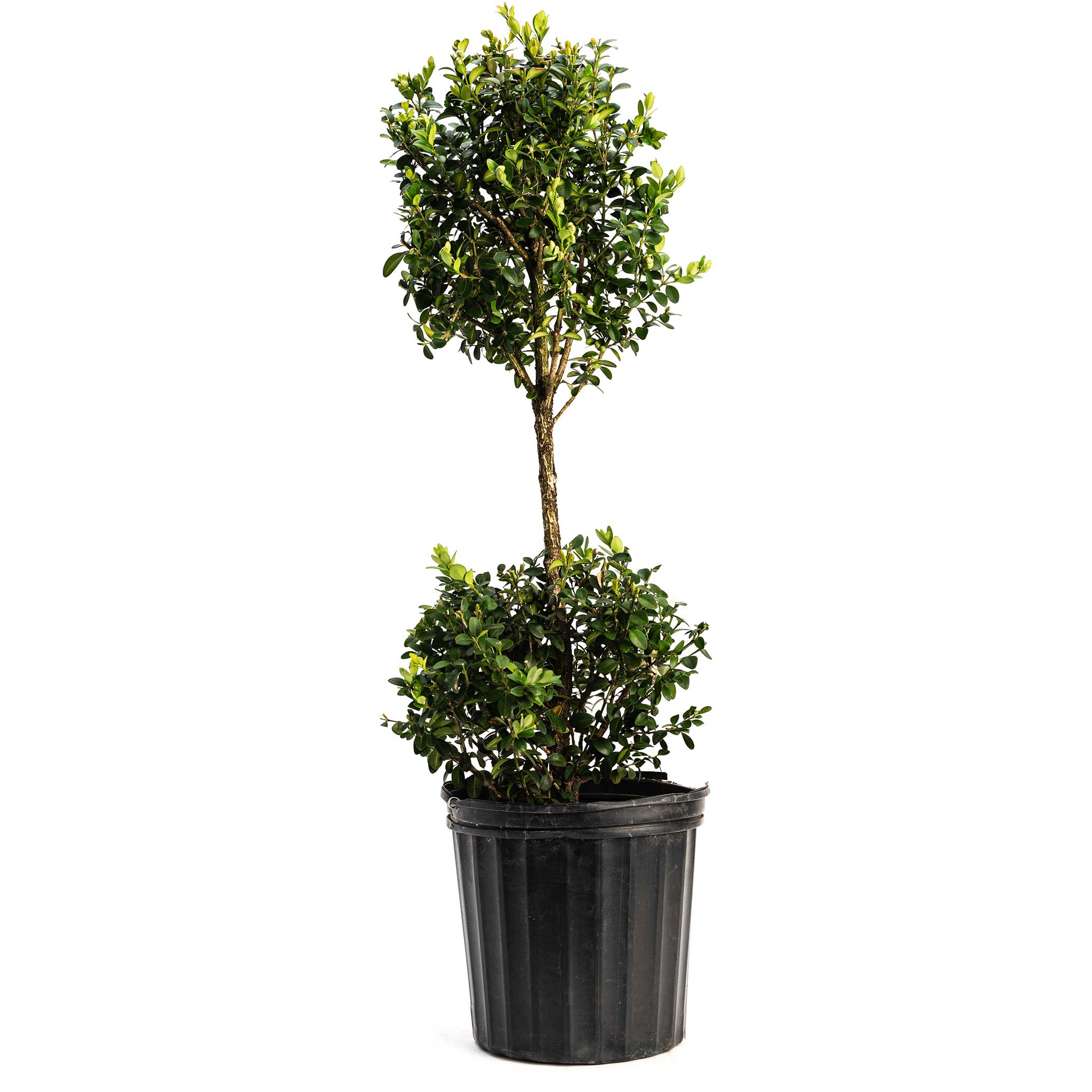Green Mountain Topiary Boxwood (Ball)