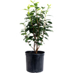 L.A. Peppermint Camellia