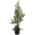 Leyland Cypress Tree