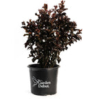 Thunderstruck™ Rumblin Red™ Crape Myrtle