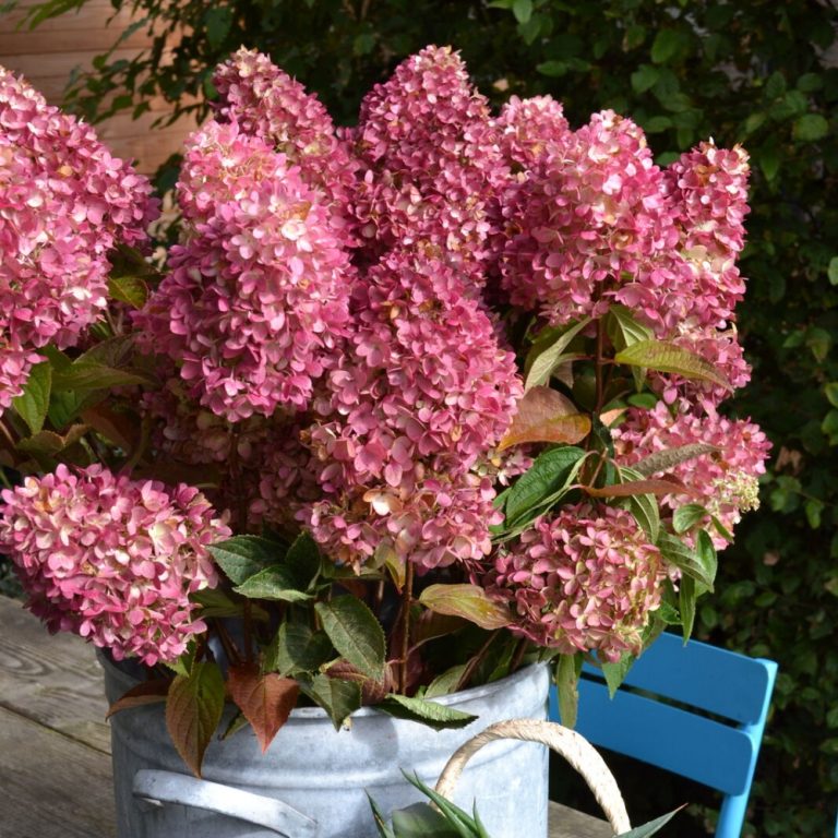 Dragon Baby™ Hardy Hydrangea