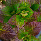 Cherry-Go-Round® Hydrangea