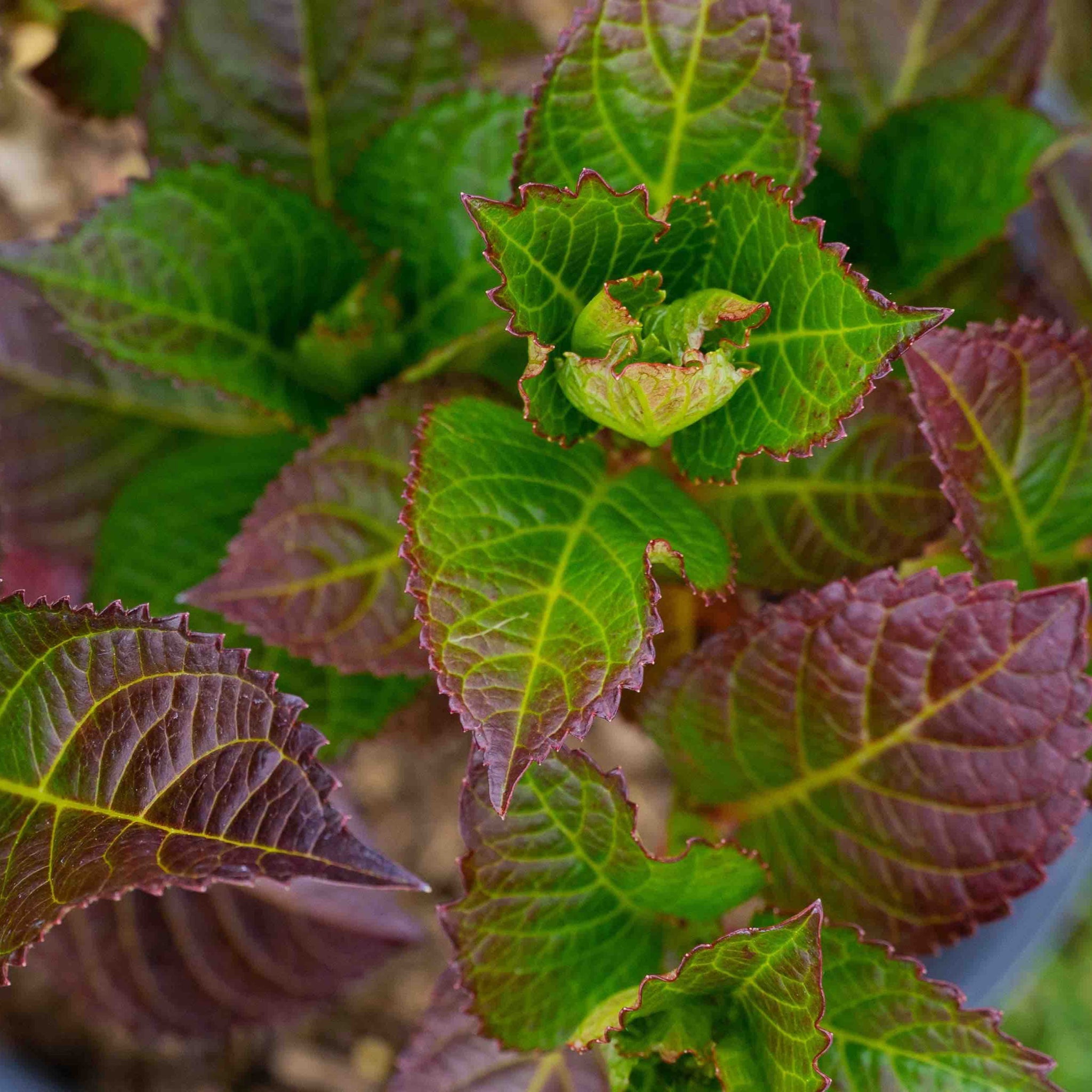Cherry-Go-Round® Hydrangea