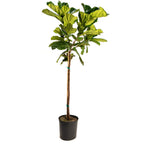 Fiddle-Leaf Fig Tree