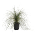 Pink Muhly Grass
