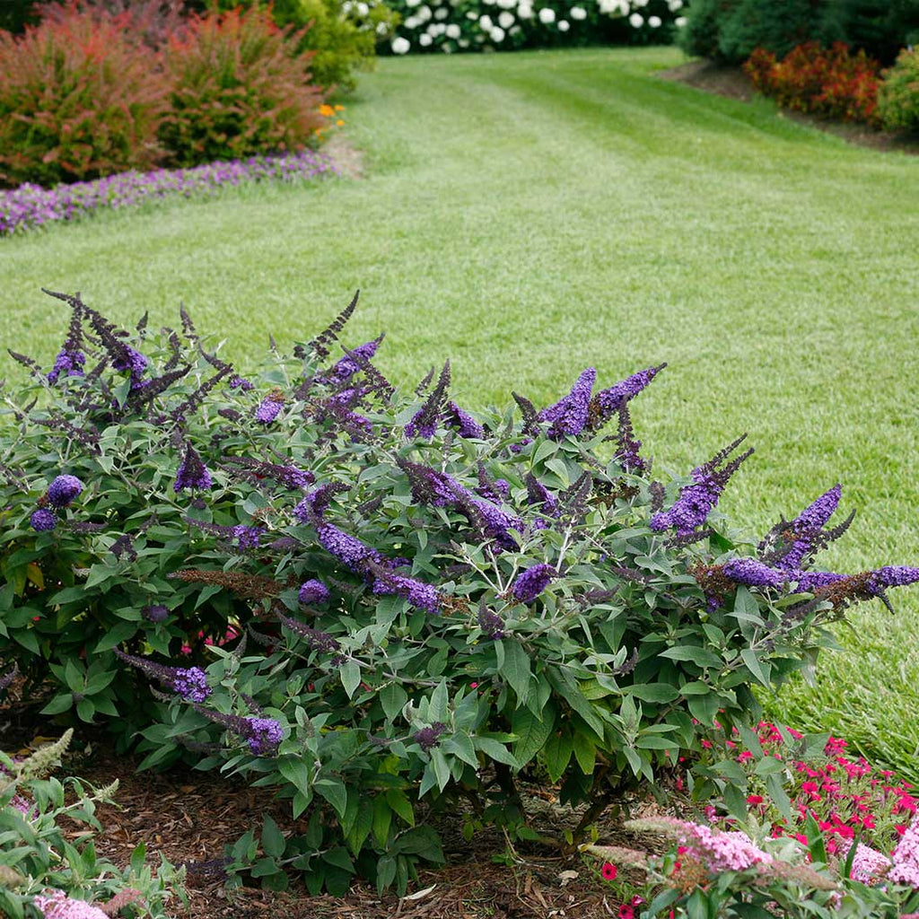 Pugster Blue® Butterfly Bush | Compact Blue Flowering Shrub