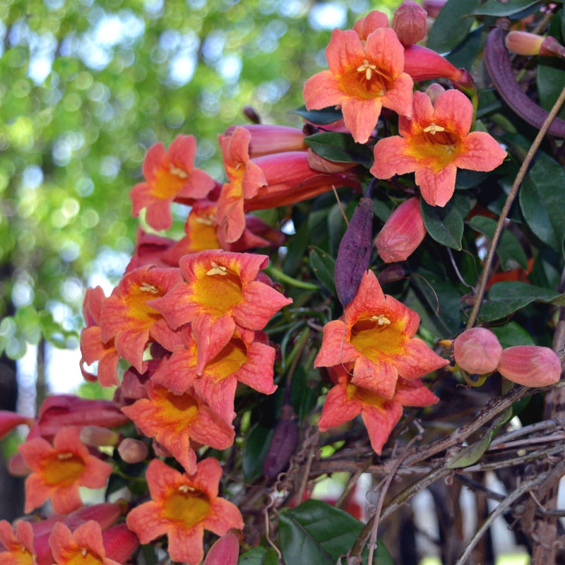 Tangerine Beauty Crossvine blooms