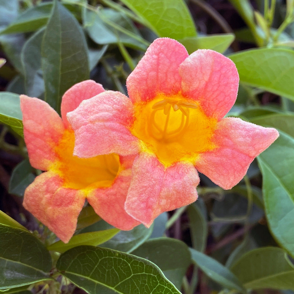 Tangerine Beauty Crossvine blooms